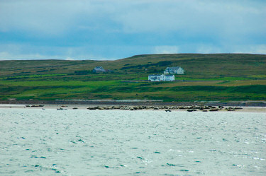 Picture of seals on a sandbank in a sea loch
