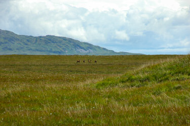 Picture of a small herd of deer on a wide open plain
