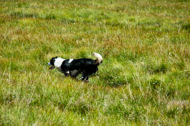 Picture of a dog running through high grass