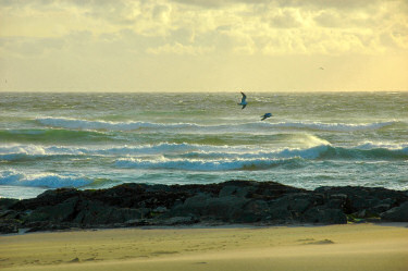 Picture of birds over a breaking waves in the evening light