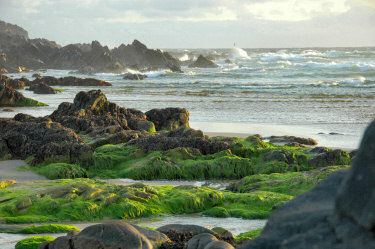 Picture of seaweed on rocks with waves crashing over further rocks in the distance