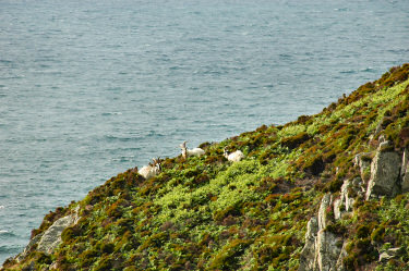 Picture of three wild goats on the top of a cliff