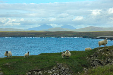 Picture of sheep near the shore, watching the photographer