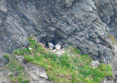 Slightly blurry picture of two Peregrine Falcon chicks