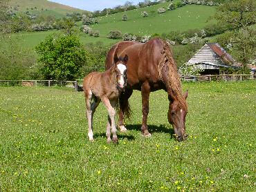 Picture of a mare with her foal