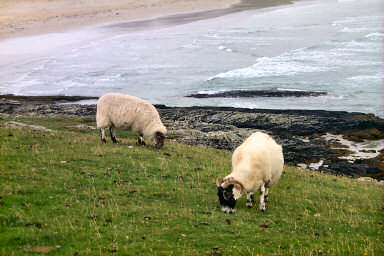 Picture of two sheep on a hill over a bay