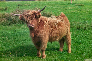 Picture of a highland cow looking into the camera