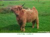 Islay cattle preview picture